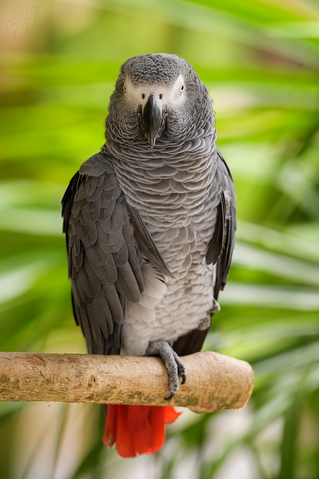 žako šedý - Psittacus erithacus