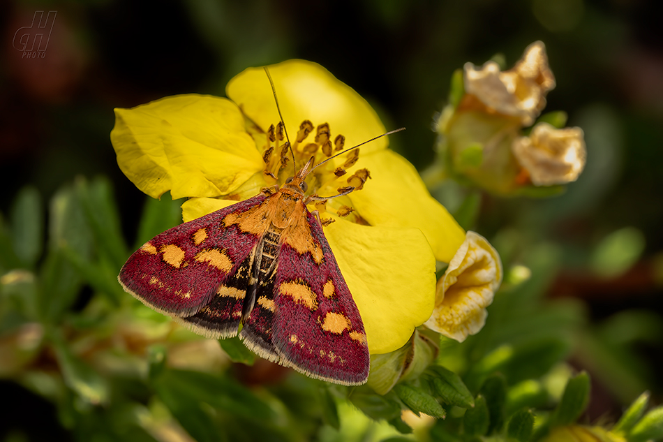 zavíječ purpurový - Pyrausta purpuralis