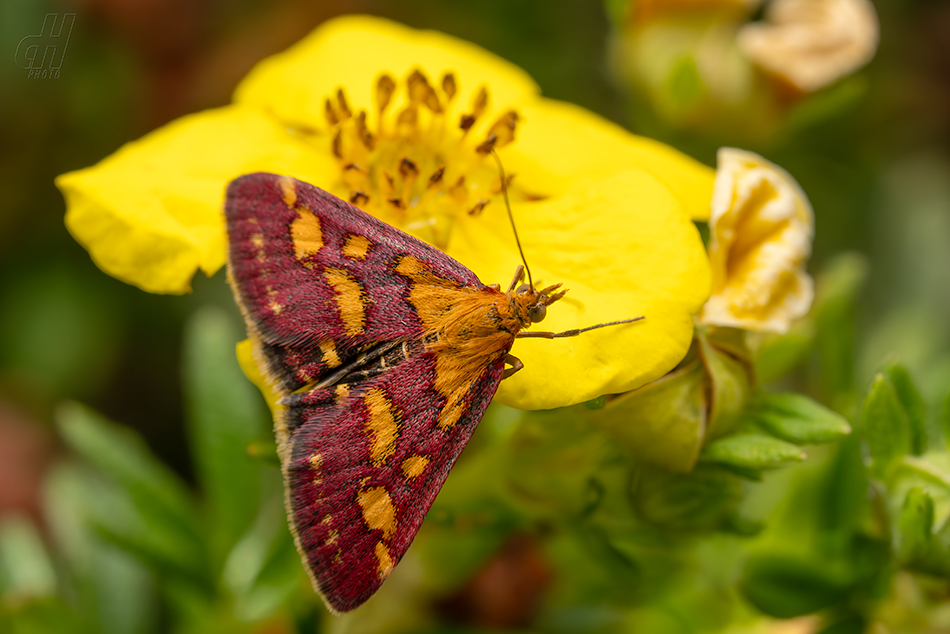 zavíječ purpurový - Pyrausta purpuralis