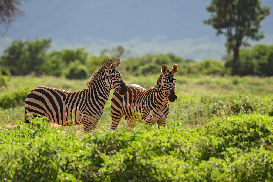 zebra stepní - Equus quagga