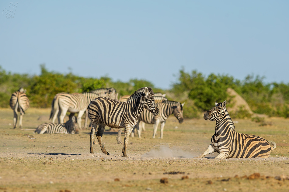 zebra stepní - Equus quagga