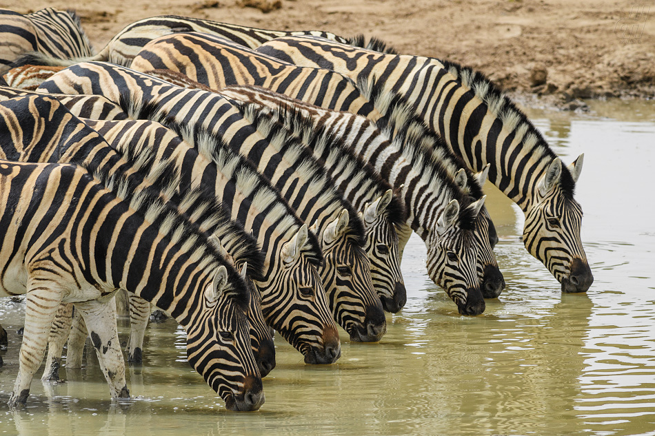 zebra stepní - Equus quagga