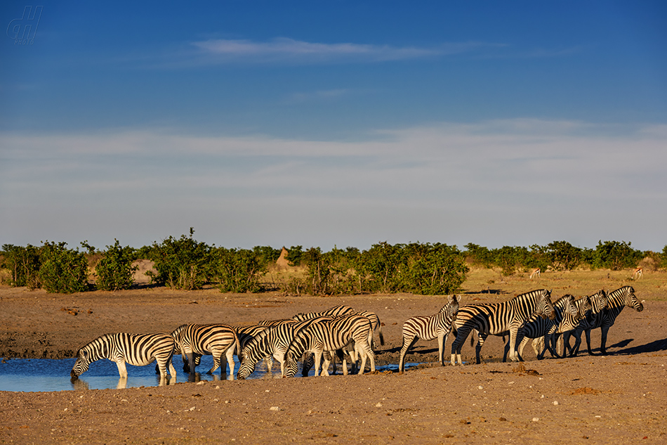 zebra stepní - Equus quagga