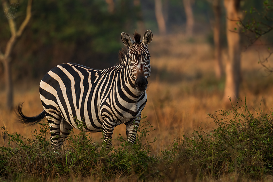 zebra stepní - Equus quagga