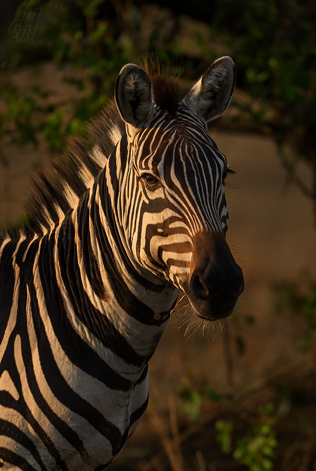 zebra stepní - Equus quagga