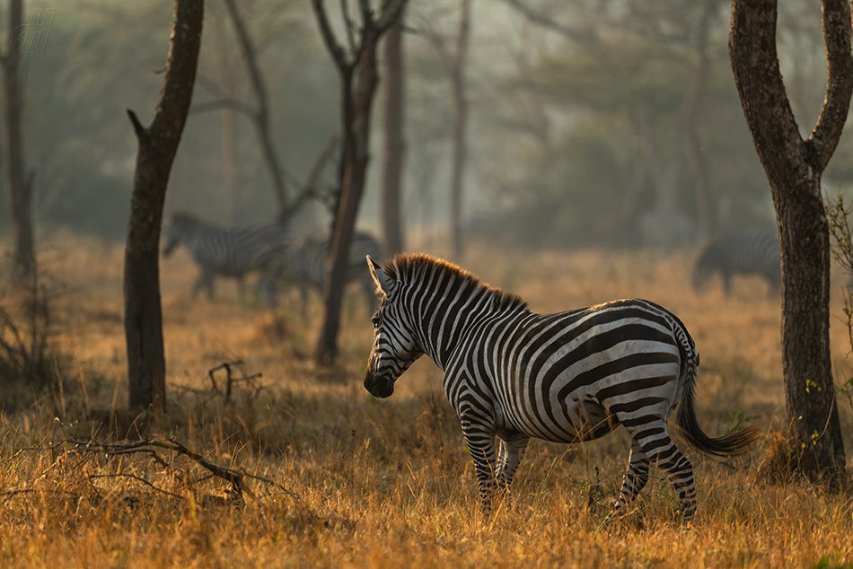 zebra stepní - Equus quagga