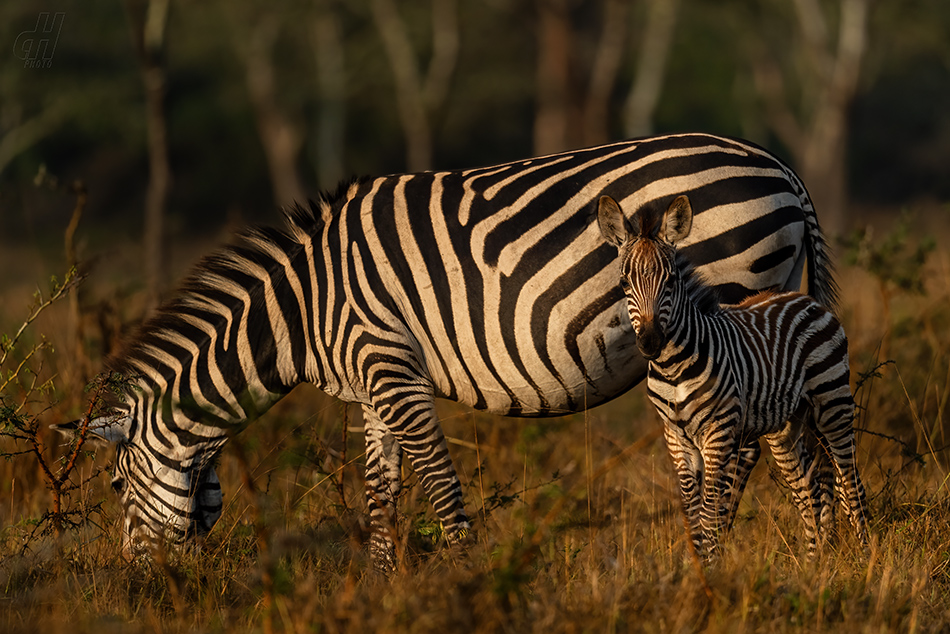 zebra stepní - Equus quagga