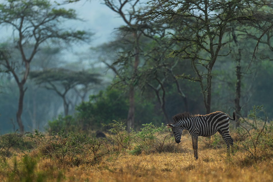 zebra stepní - Equus quagga