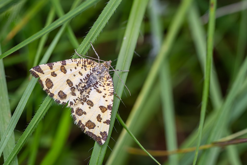 zejkovec hluchavkový - Pseudopanthera macularia