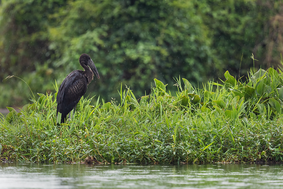 zejozob africký - Anastomus lamelligerus