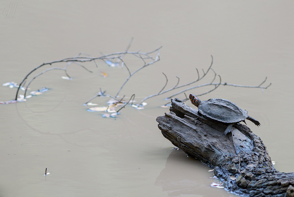 želva hřebenitá - Melanochelys trijuga thermalis