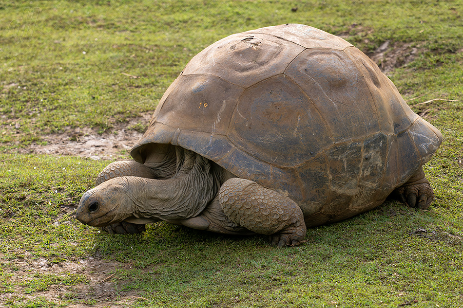 želva obrovská - Aldabrachelys gigantea