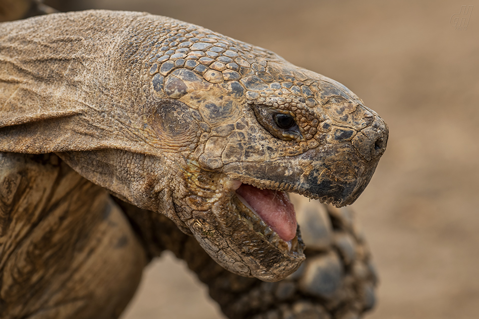 želva ostruhatá - Centrochelys sulcata