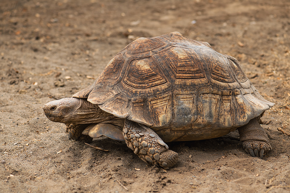 želva ostruhatá - Centrochelys sulcata