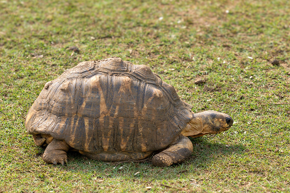 želva paprsčitá - Astrochelys radiata