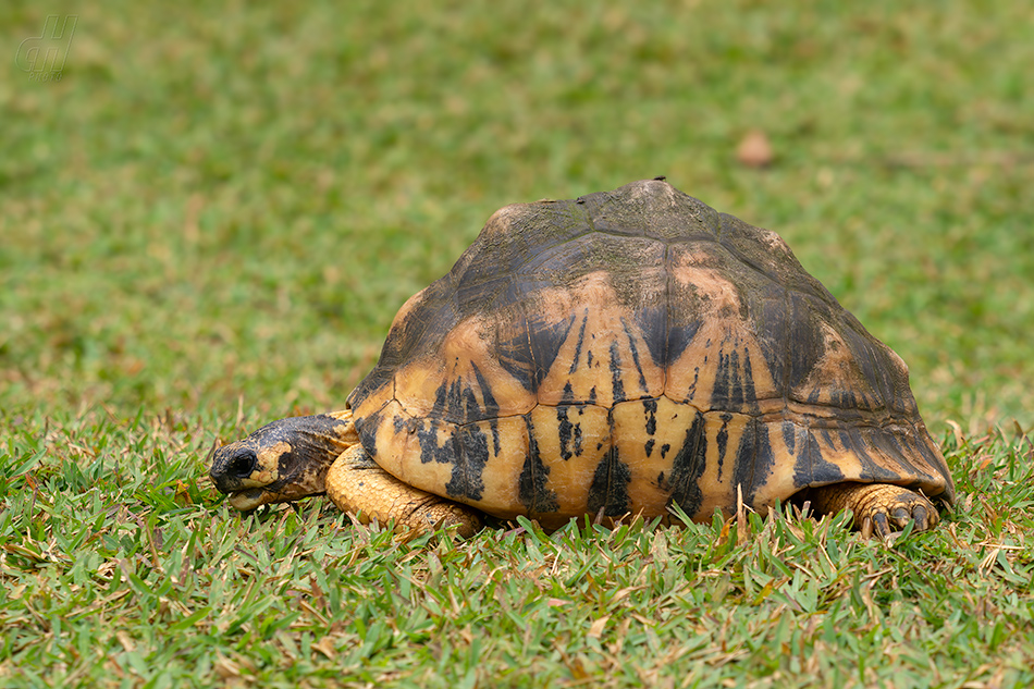 želva paprsčitá - Astrochelys radiata