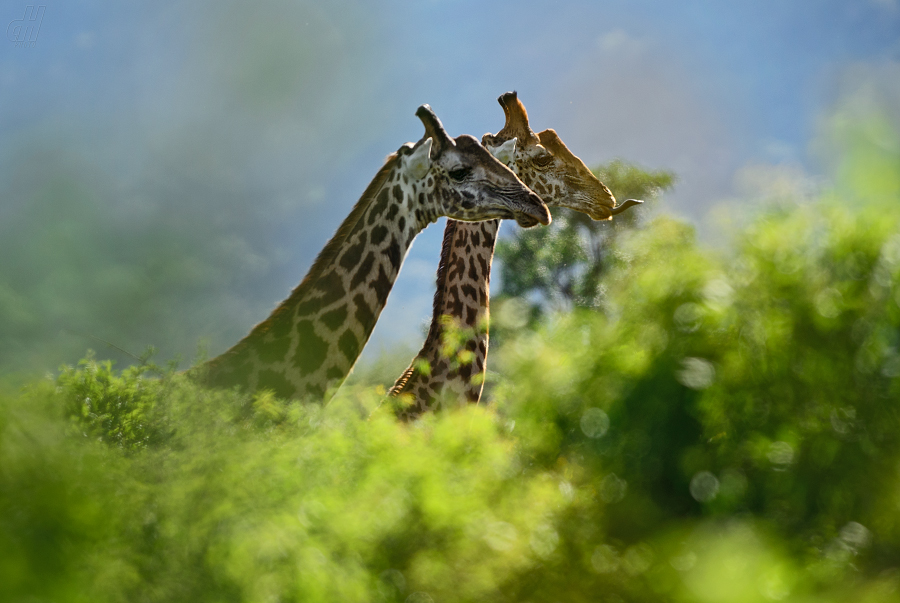 žirafa - Giraffa camelopardalis