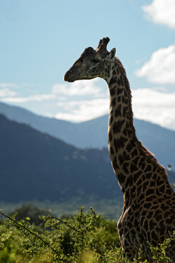 žirafa - Giraffa camelopardalis