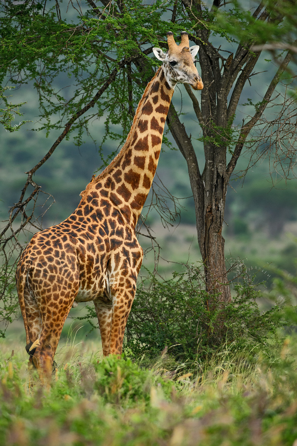 žirafa - Giraffa camelopardalis