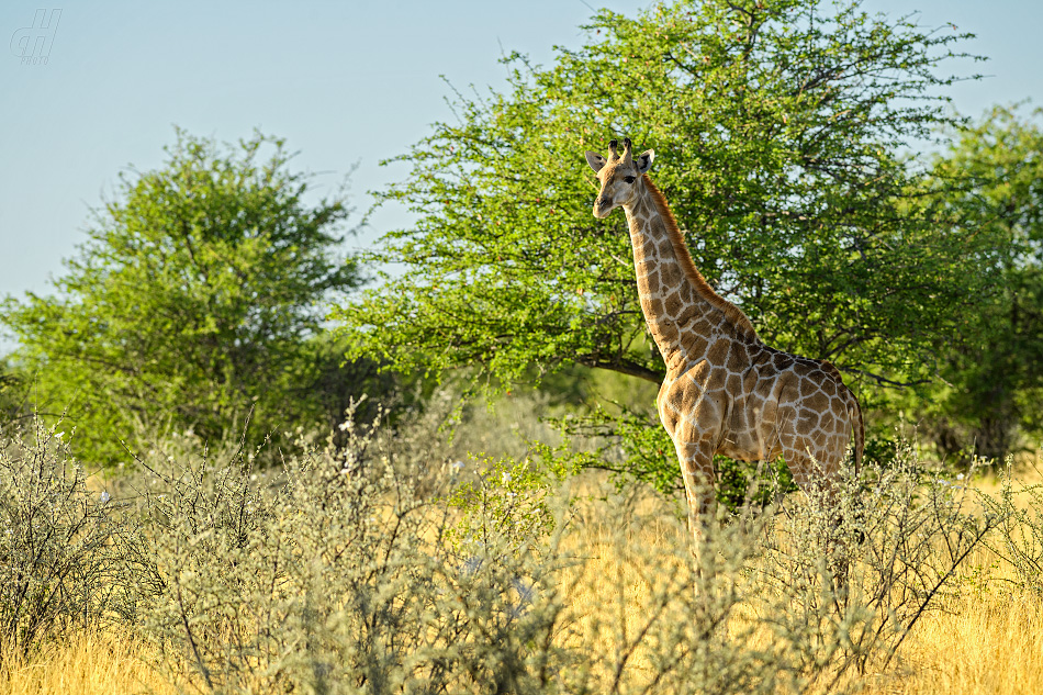 žirafa - Giraffa camelopardalis