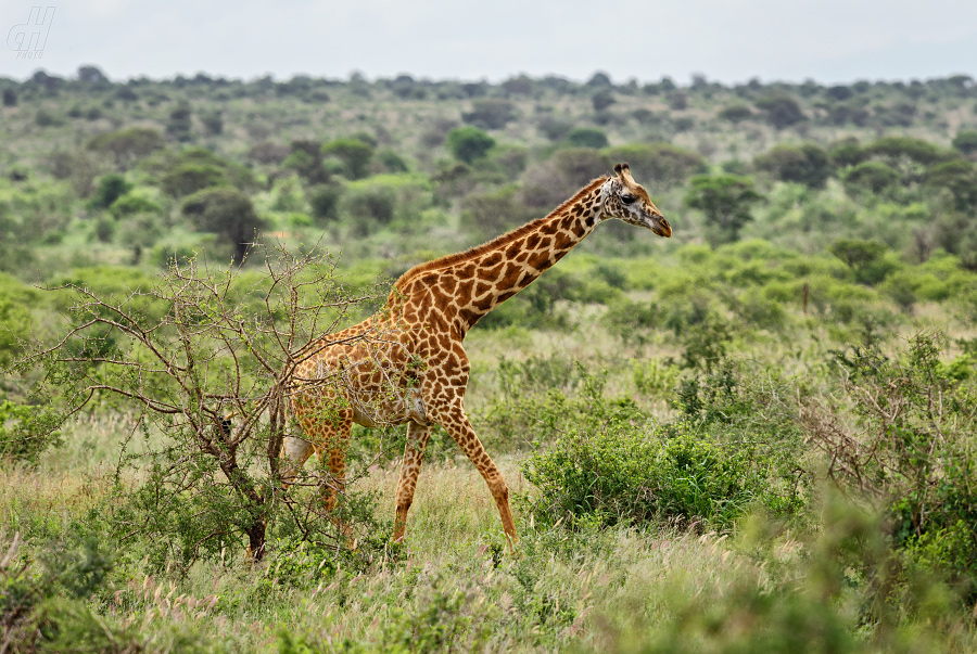 žirafa - Giraffa camelopardalis