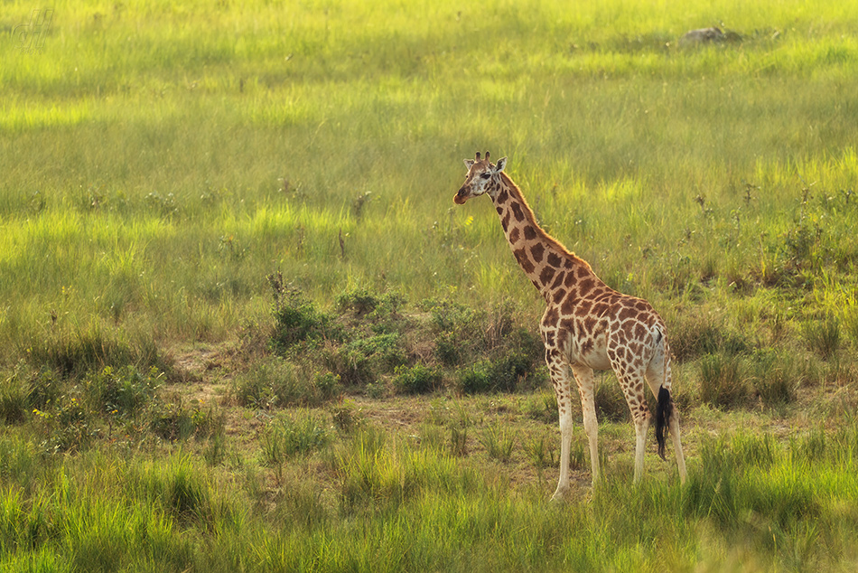 žirafa severní - Giraffa camelopardalis