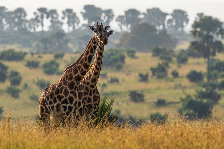 žirafa severní - Giraffa camelopardalis