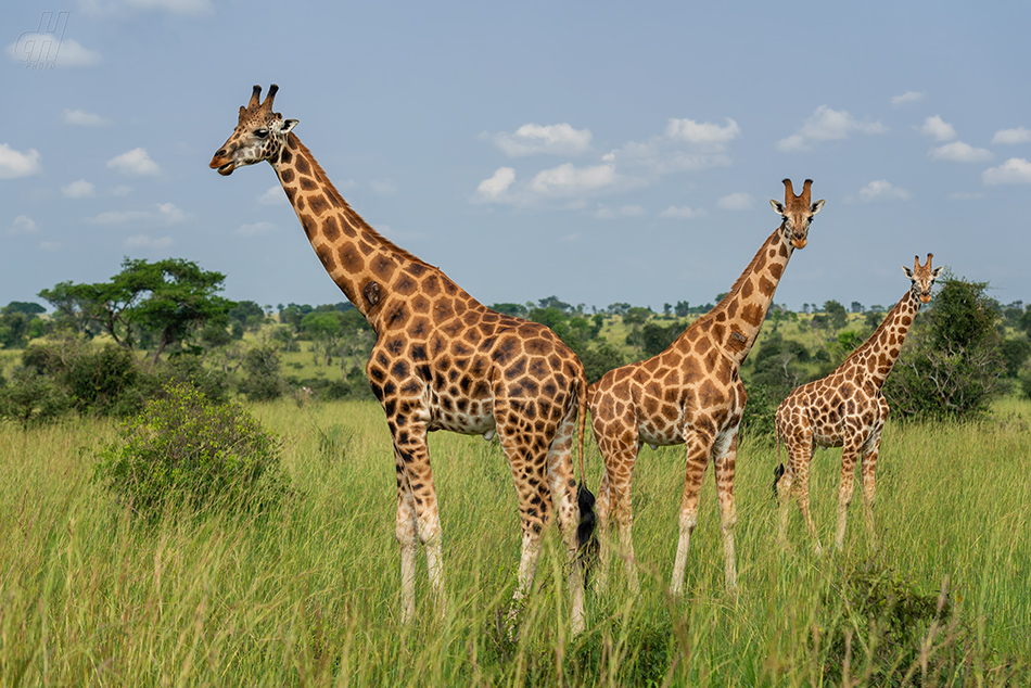 žirafa severní - Giraffa camelopardalis