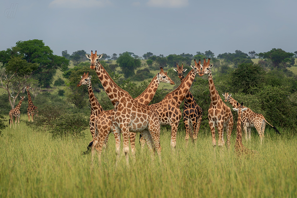 žirafa severní - Giraffa camelopardalis