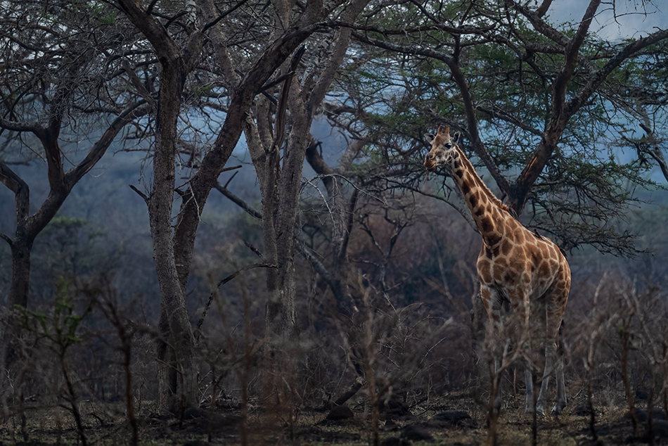 žirafa severní - Giraffa camelopardalis