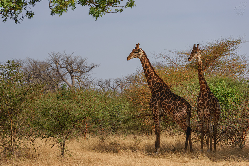 žirafa síťovaná - Giraffa reticulata