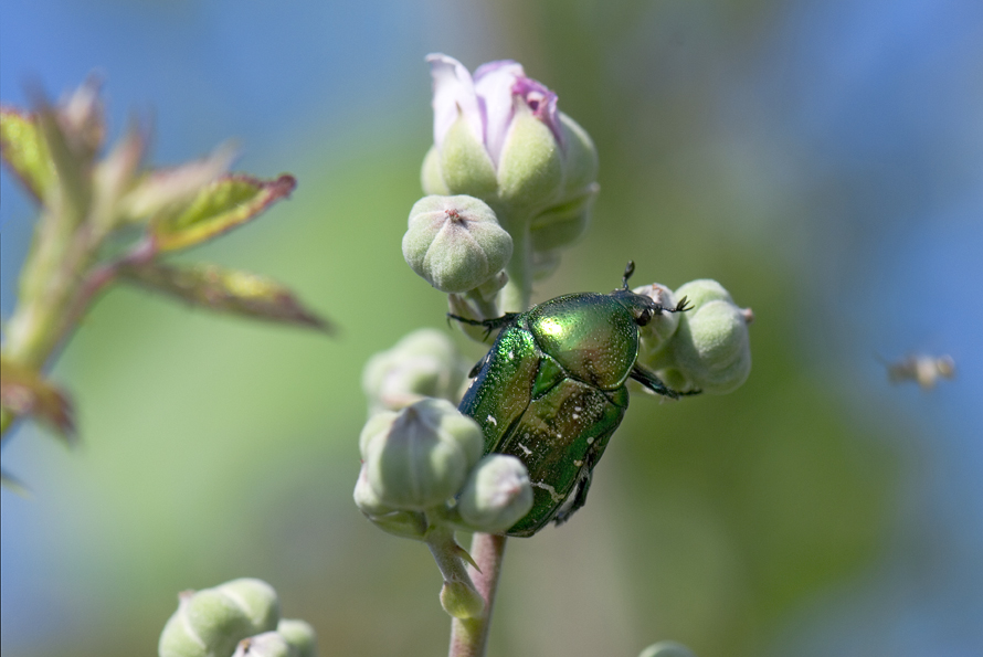 zlatohlávek zlatý - Cetonia aurata