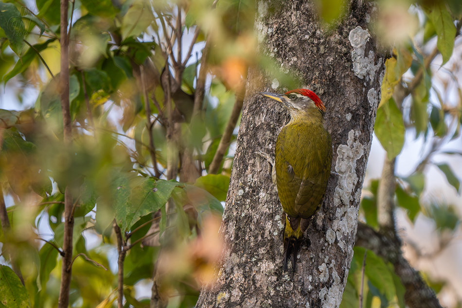 žluna proužkohrdlá - Picus xanthopygaeus