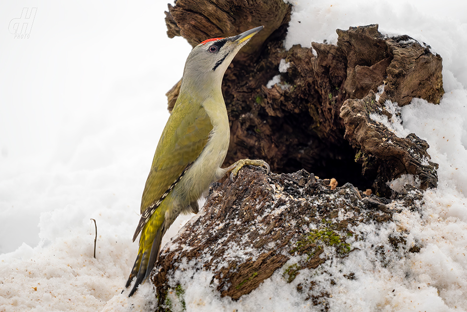 žluna šedá - Picus canus