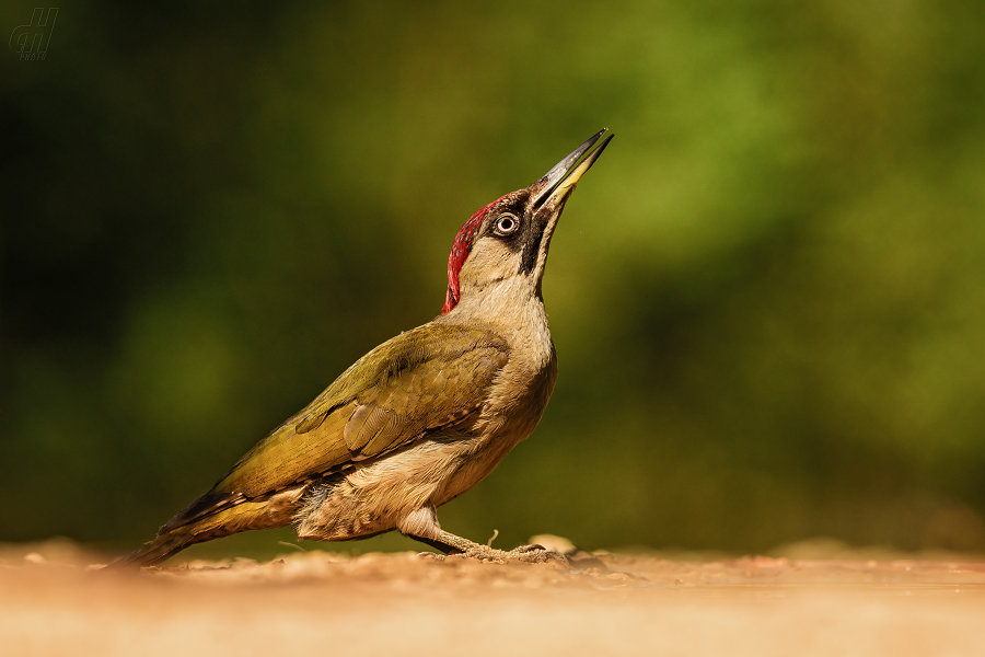 žluna zelená - Picus viridis