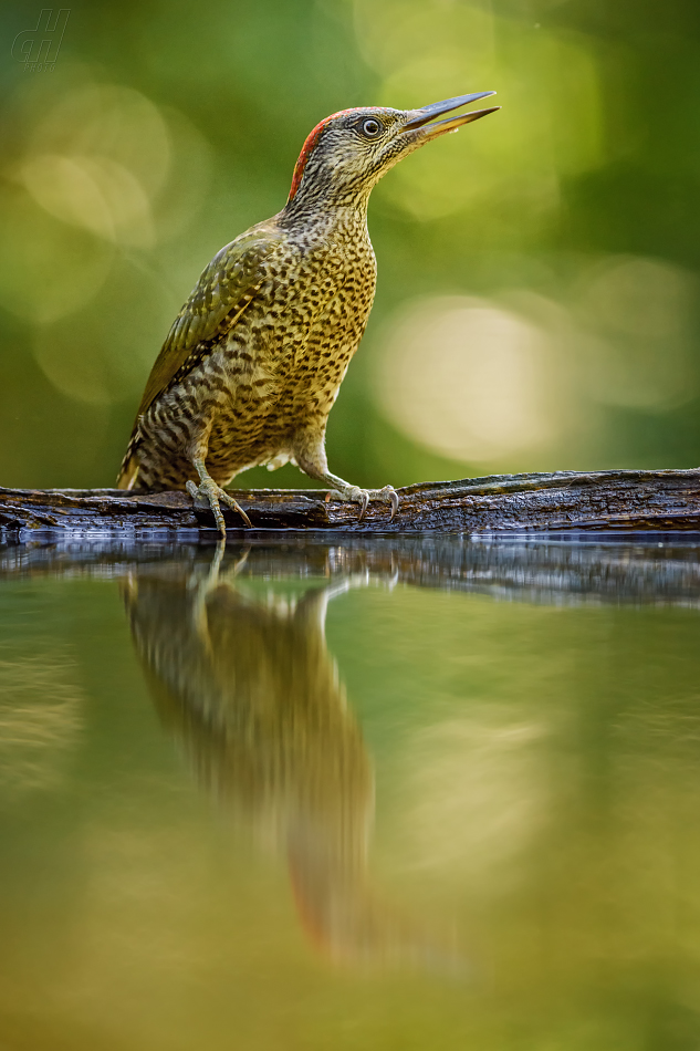 žluna zelená - Picus viridis