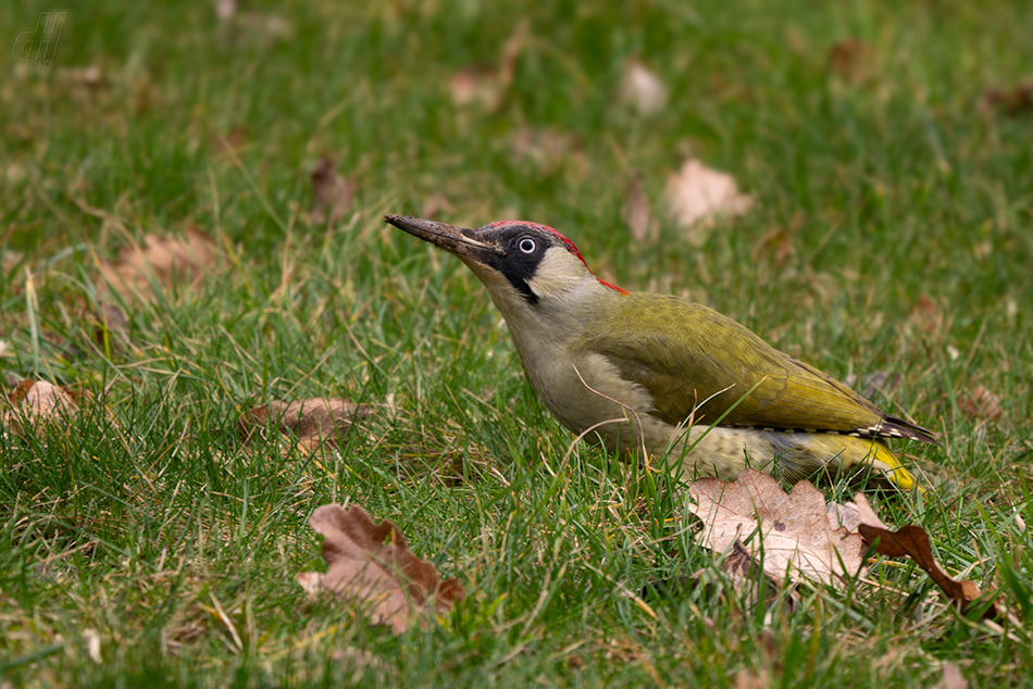 žluna zelená - Picus viridis