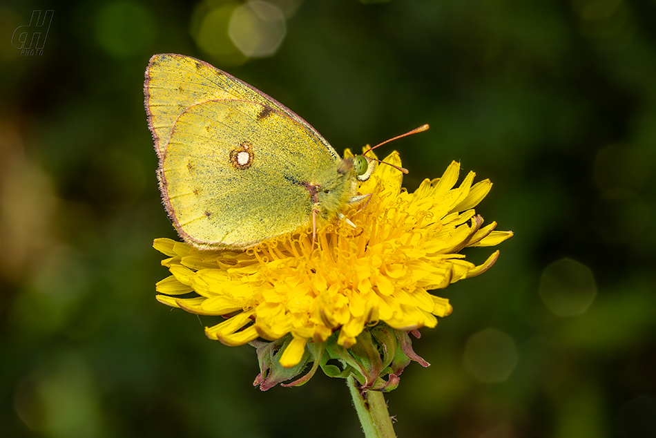 žluťásek čilimníkový - Colias crocea