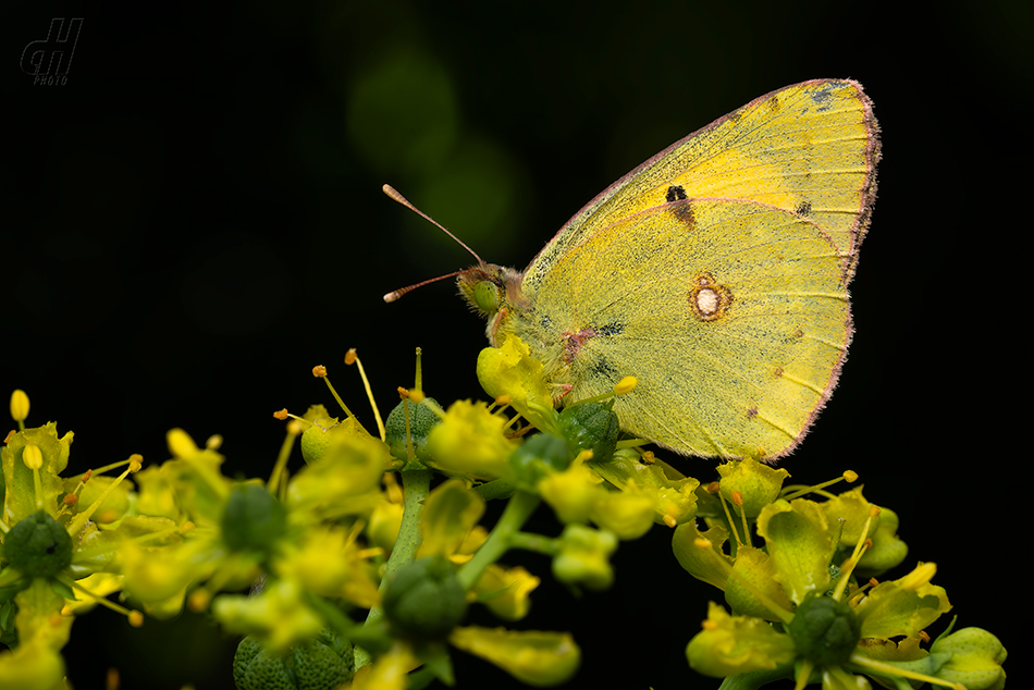 žluťásek čilimníkový - Colias crocea