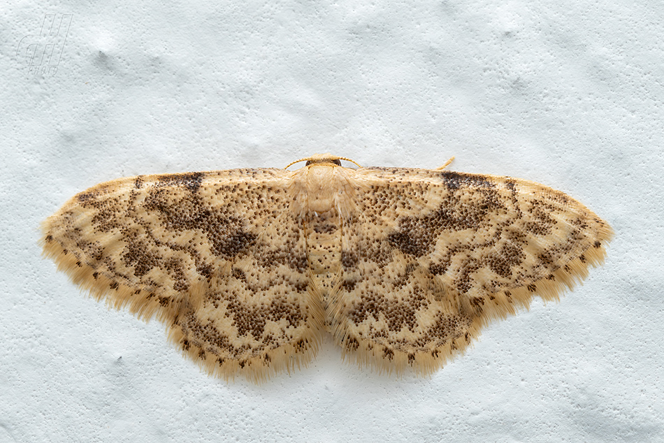 žlutokřídlec senomilný - Idaea inquinata