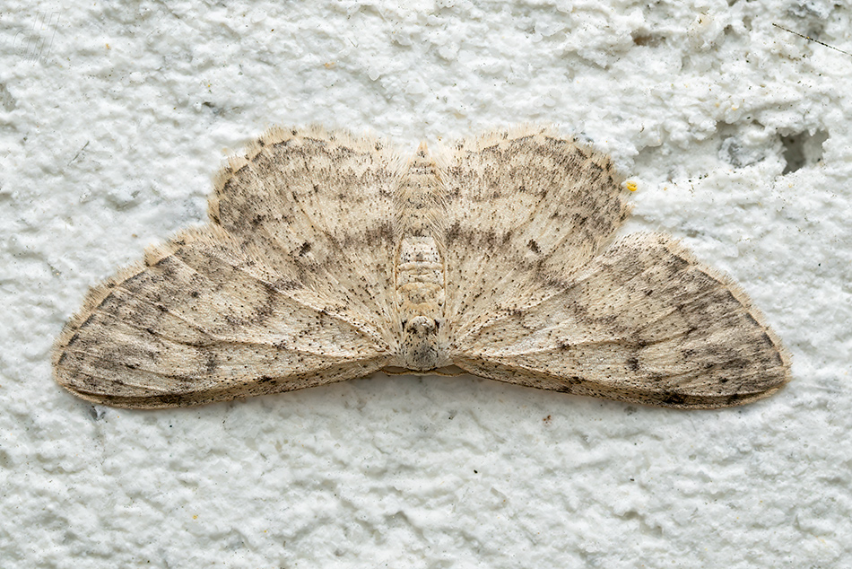 žlutokřídlec střemchový - Idaea seriata