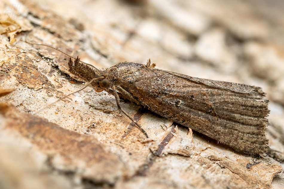 zobonosec chmelový - Hypena rostralis