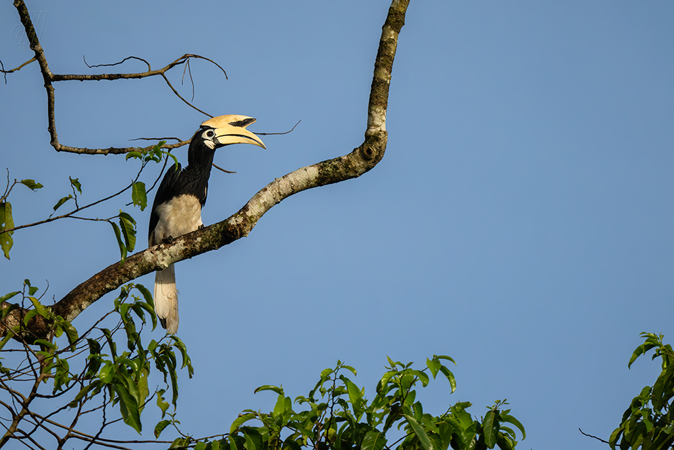 zoborožec bělolící - Anthracoceros albirostris