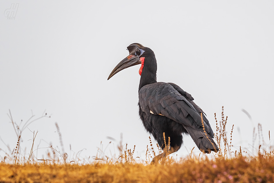 zoborožec havraní - Bucorvus abyssinicus