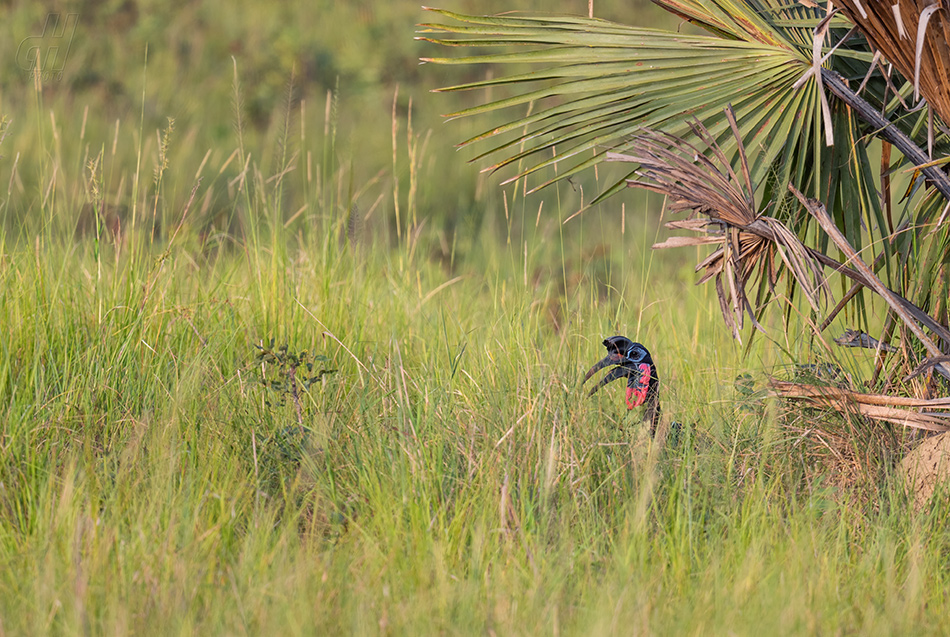 zoborožec havraní - Bucorvus abyssinicus