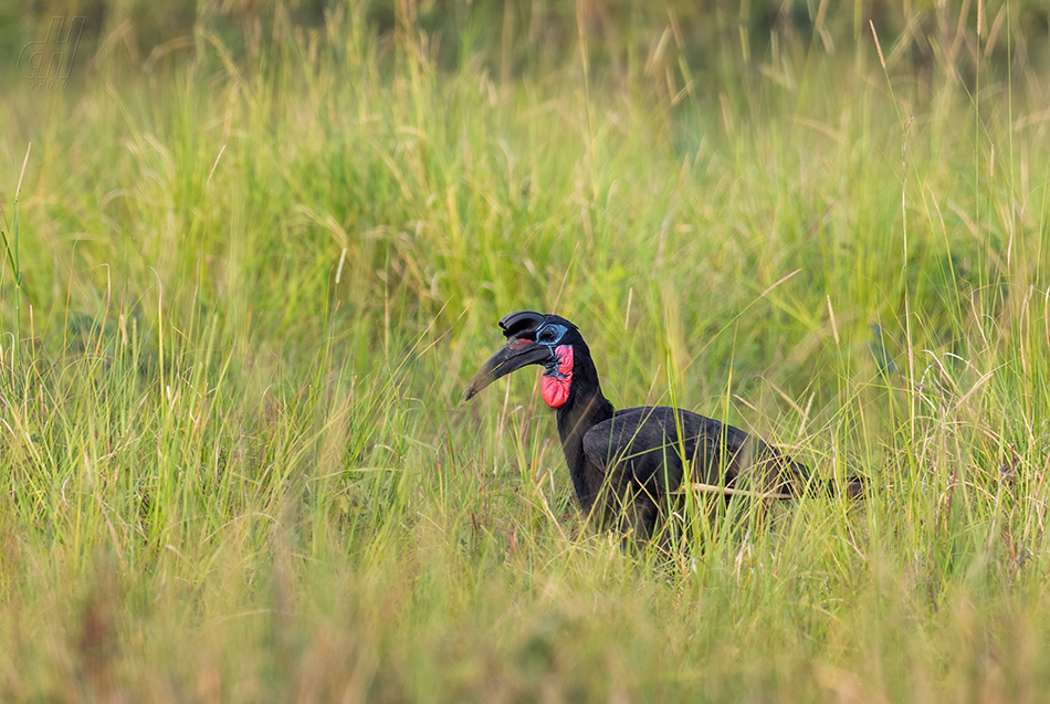 zoborožec havraní - Bucorvus abyssinicus