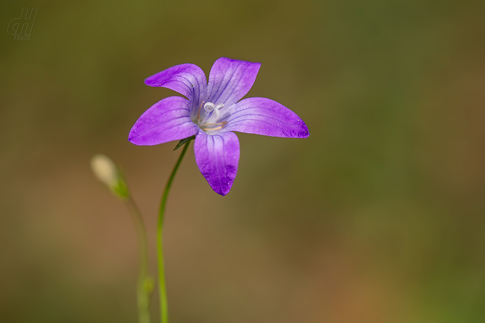 zvonek rozkladitý - Campanula patula