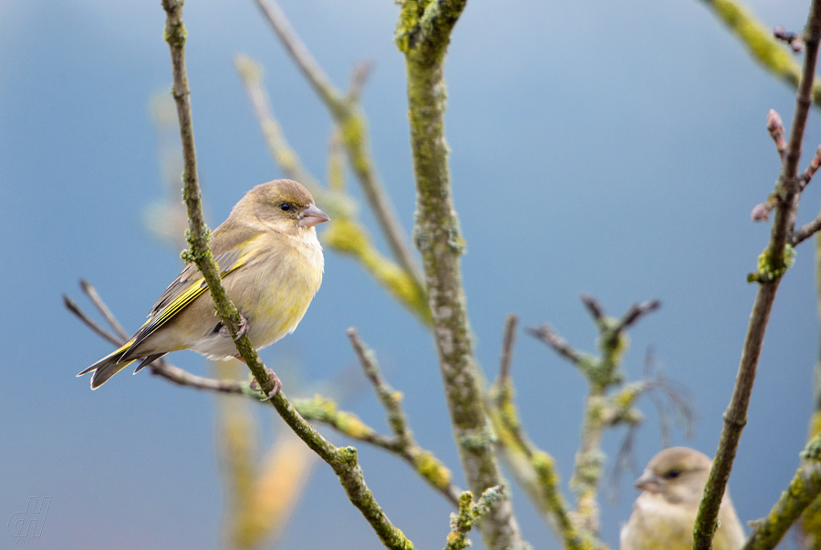 zvonek zelený - Carduelis chloris