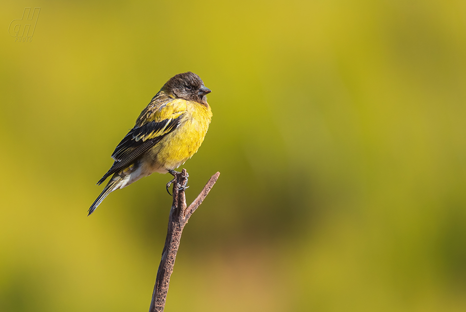 zvonohlík černohlavý - Serinus nigriceps