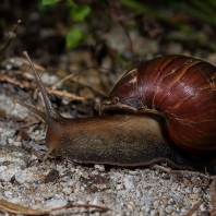 achatina žravá - Lissachatina fulica